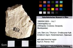 Foto (Objket + Etiketten) von Cracensigillatus sp. 